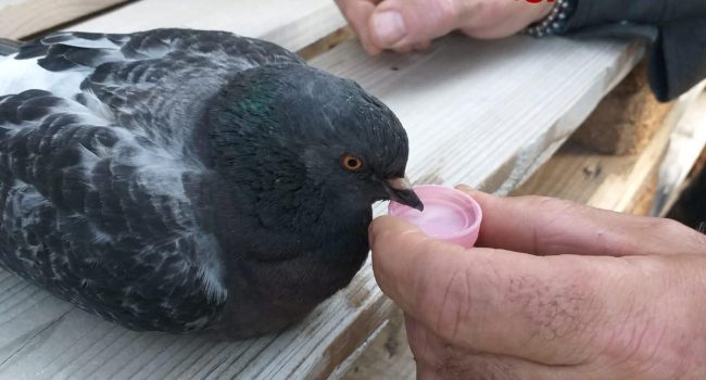 Piccione Si Aggroviglia Tra I Fili Salvato Dai Pompieri Messina Oggi