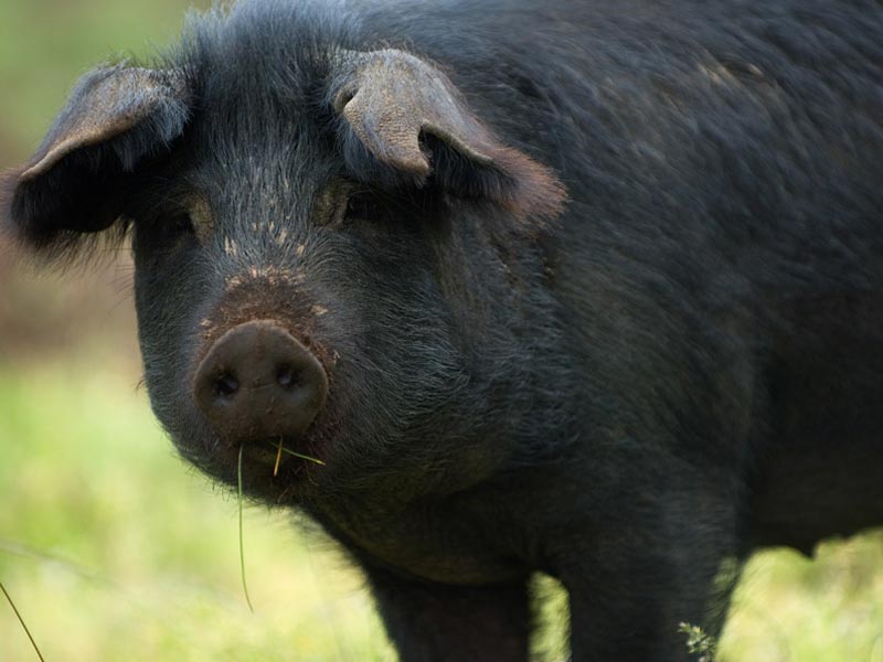 Sagra del suino nero e del fungo porcino, Cesarò si prepara al pienone