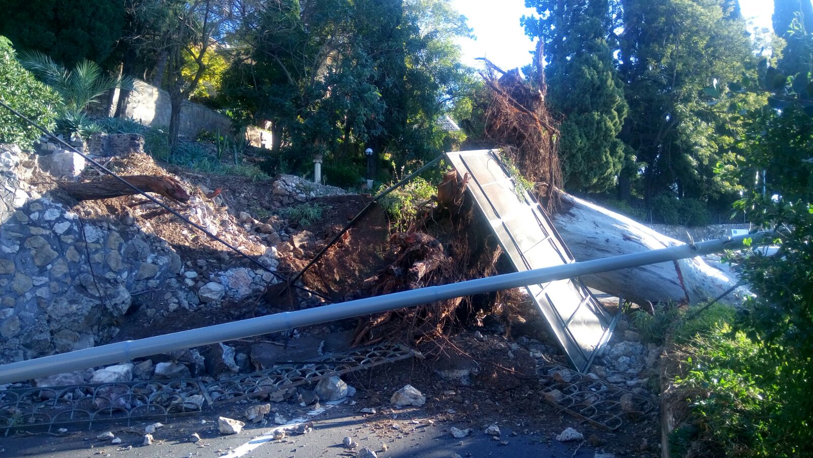 Si schianta albero secolare, tragedia sfiorata in via Pirandello