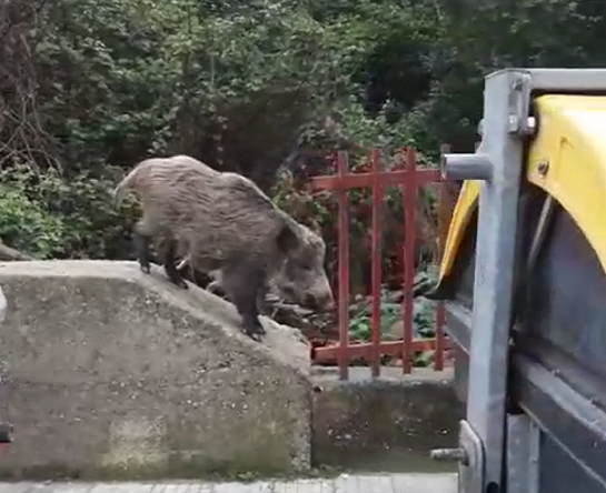 Tra la spazzatura cinghiali come gatti, Laimo: Pensare di spostarli o catturarli non risolve la calata nel V Quartiere