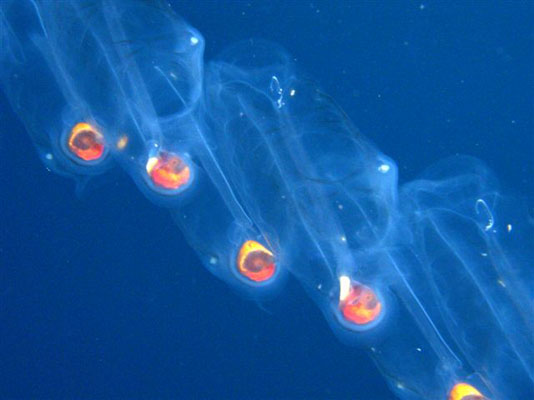 Cambiamenti climatici, plancton dell'Oceania al largo delle Eolie