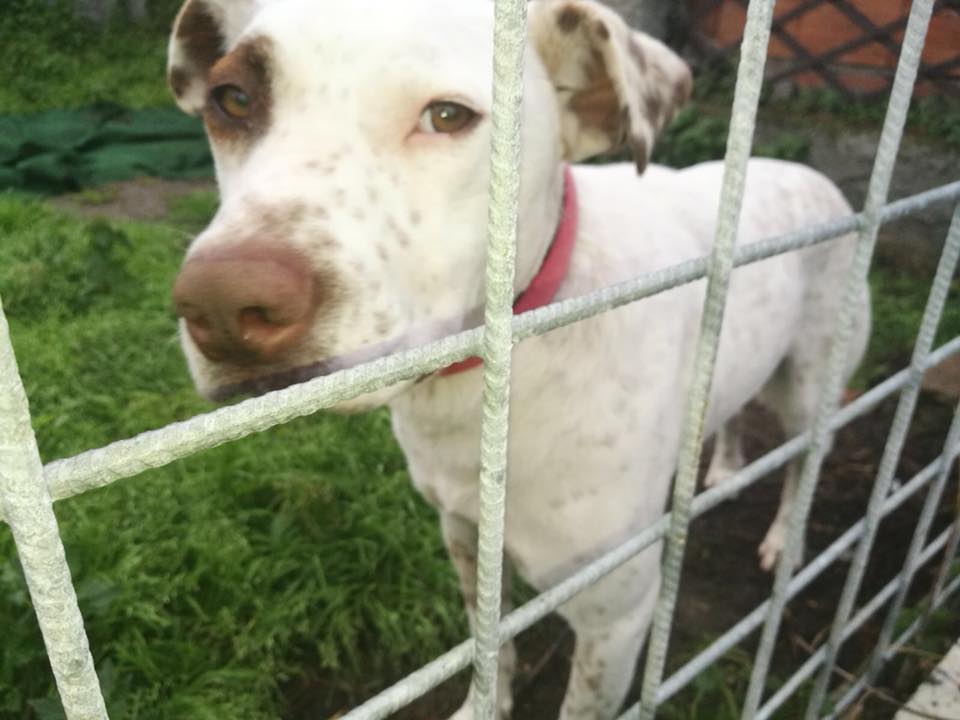 Bart, un cucciolone in cerca d'amore