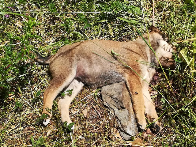 Cuccioli di cane lapidati, orrore a Librizzi