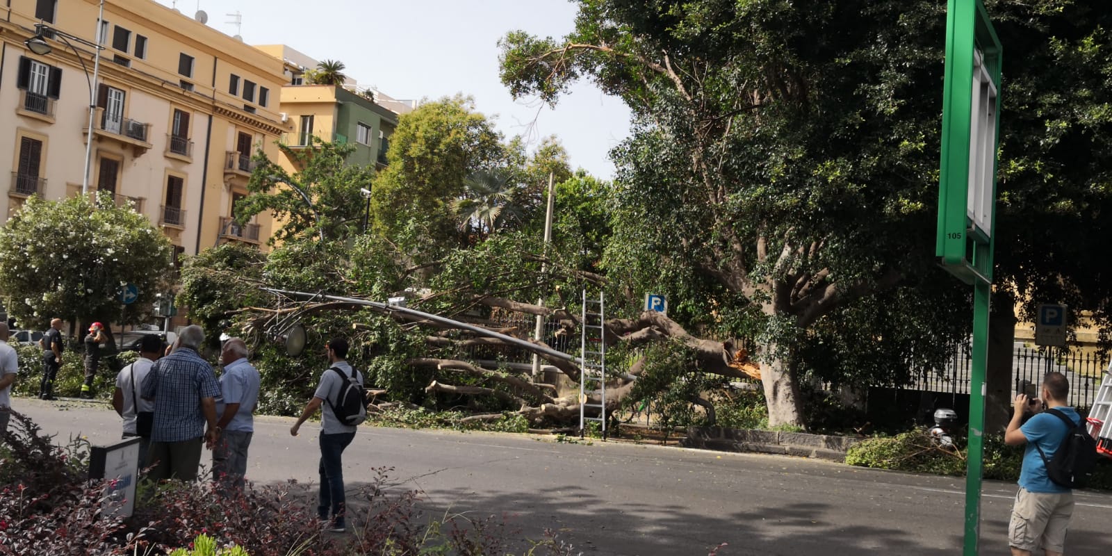 Crolla grosso albero, tragedia sfiorata davanti il Tribunale