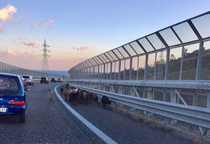 Tangenziale: gregge a spasso sul viadotto "Ritiro"