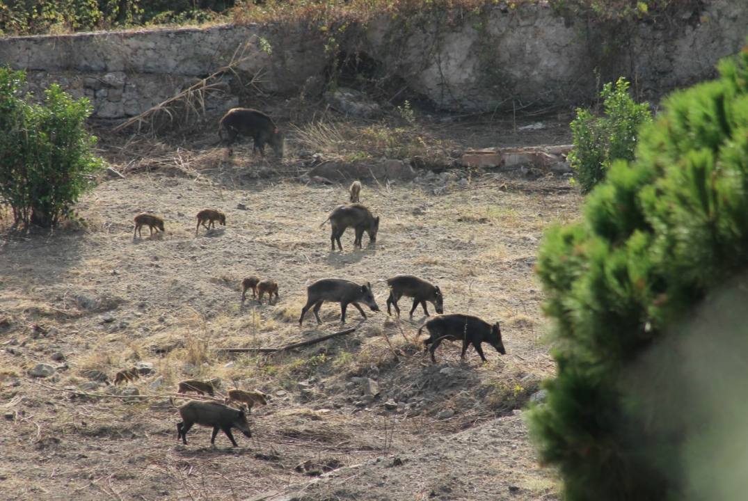 Da domani si può sparare a cinghiali e maiali selvatici