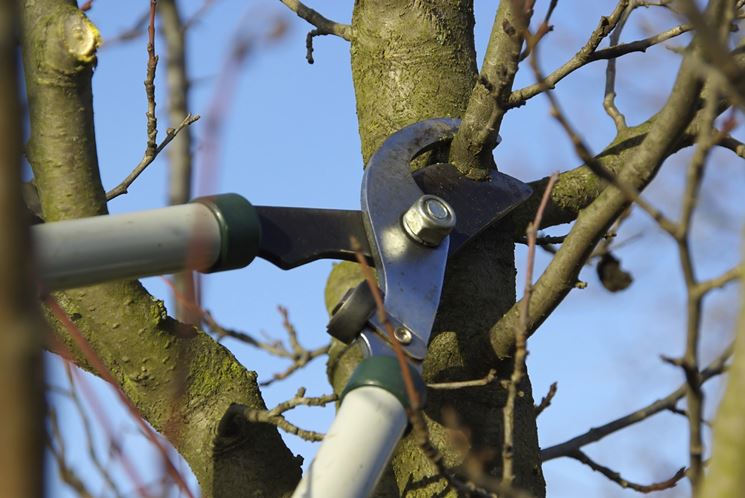 Potatura alberi, nuove limitazioni viarie