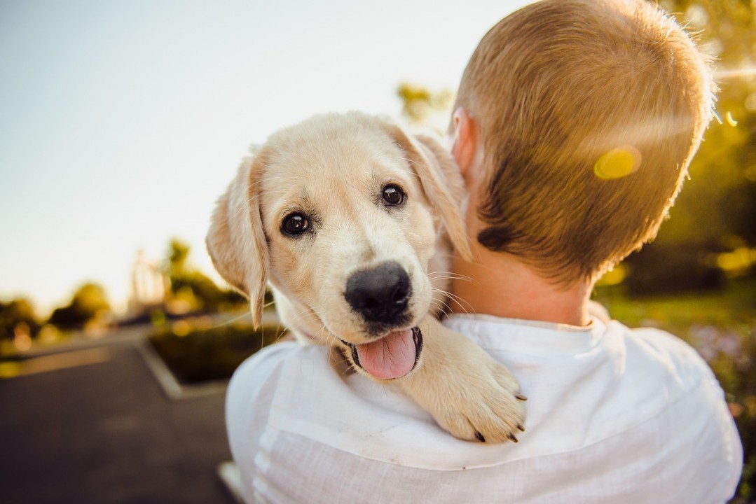 Aidaa: “Costi salati per chi va in vacanza con gli animali”