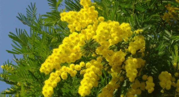 Festa della donna, ecco le attività promosse dalla città