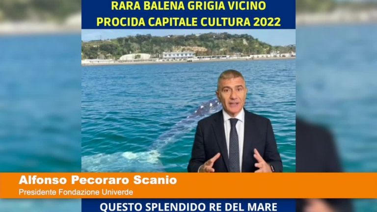 Avvistata balena Grigia a Pozzuoli “Pecoraro Scanio “Rispettate questi grandi cetacei”