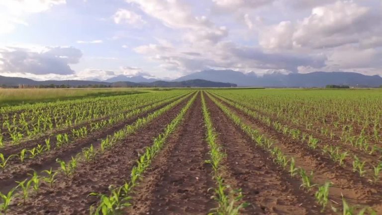 Agroalimentare, infrazione Ue a Italia su pratiche sleali