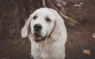 Aidaa: “Strage di animali domestici sulle strade siciliane”