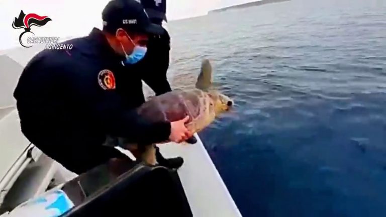 Carabinieri restituiscono al mare tartaruga marina “Fiamma”