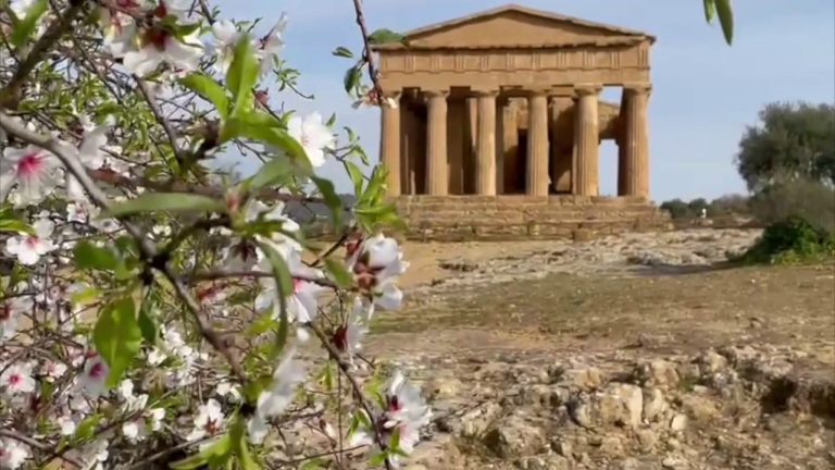 Alla Valle dei Templi lo spettacolo dei mandorli in fiore