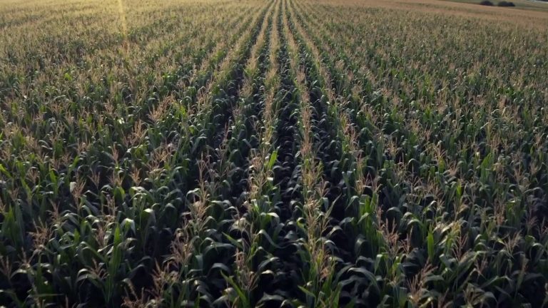 Agricoltura, corrono i rincari per grano e mais