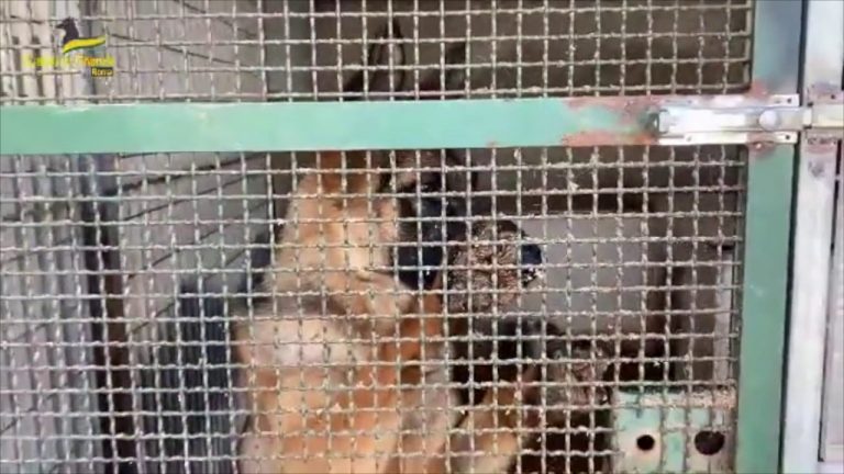 Velletri, sequestrato un allevamento abusivo di cani