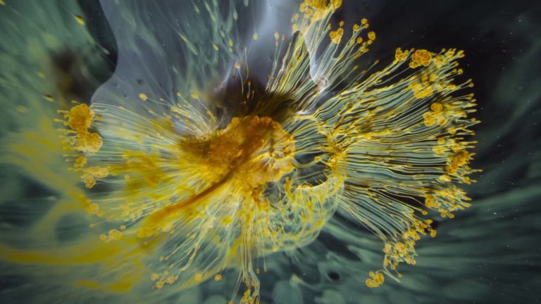 Voyage of Time, il trailer del documentario di Terrence Malick