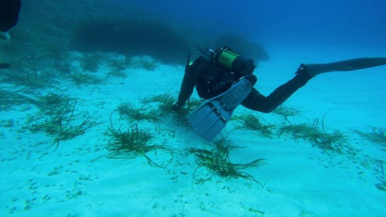 Tutela dei mari, prende il via da Palermo il progetto “Save the wave”