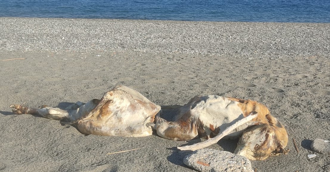 Cadavere seminudo in spiaggia: è giallo