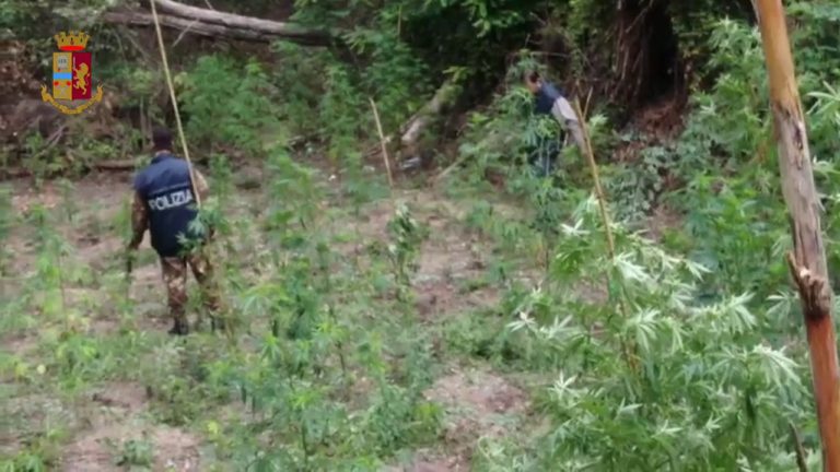 Sequestrati 700 chili di marijuana a Vibo Valentia, 3 arresti