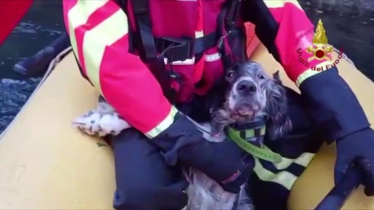 Vicenza, setter caduto in dirupo salvato da Vvf “alpinisti”