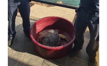 Messina, salvata una tartaruga Caretta Caretta