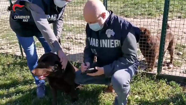 Trasportava cani senza autorizzazioni: multato dopo controllo Nas