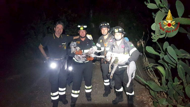 Cani finiscono in un dirupo: salvati dai vigili del fuoco