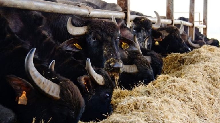 Brucellosi, sciopero della fame in Sicilia e Campania