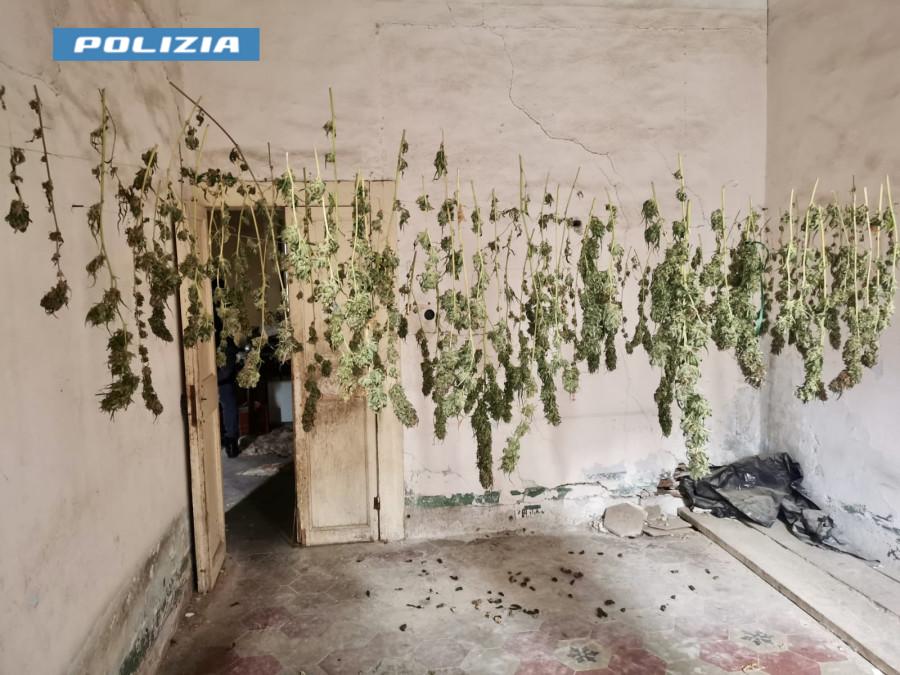 Serra di marijuana in casa: 34enne finisce in manette