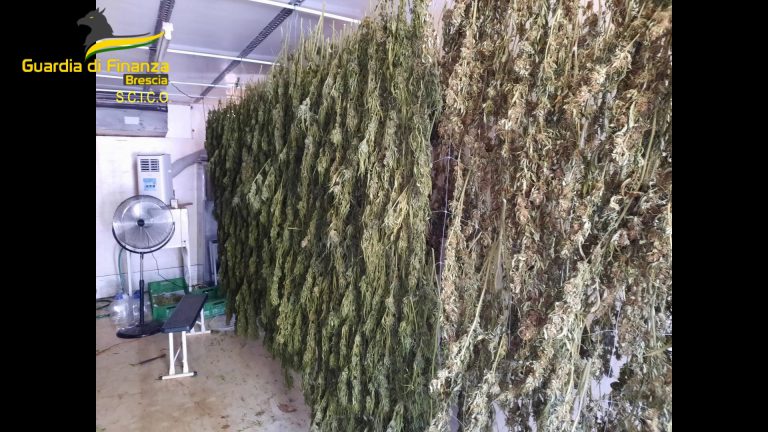 Brescia, coltivavano e raffinavano marijuana, 8 misure cautelari