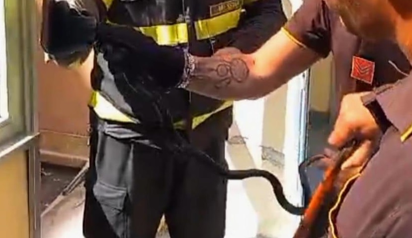 Serpente tra i reparti del Policlinico: catturato dai vigili del fuoco